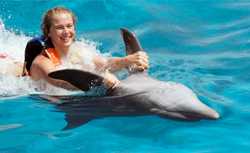Costa Maya Dolphin Swim cruise excursion